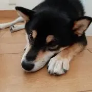 DuRyuの画像