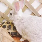 (^^)の画像