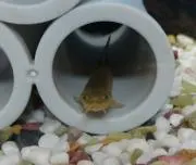 ゆさの画像