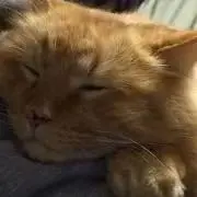 leeの画像