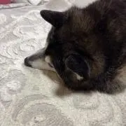 ヤヨマウンテンビューの画像