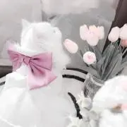 popoの画像
