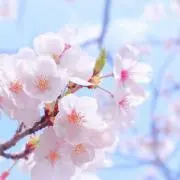 みみの画像