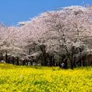 ほたるの画像