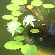 こずの画像