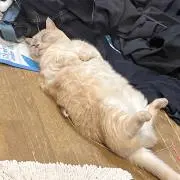 シナモン