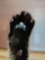 ねここの画像