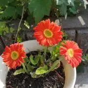 モフジュニ★FLOWERの画像