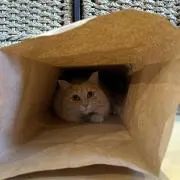 現在は丘サーファーの画像