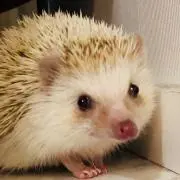 Dear. 【まとめで値引きします】の画像