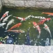 さいとうの画像