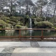 さくらの画像