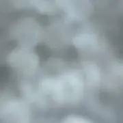 ホメラニアン