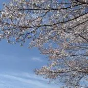 蜜柑の画像