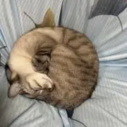 nyan's mamaの画像