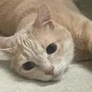 めだか