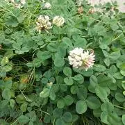 クローバー☘の画像