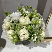 ココ★の画像