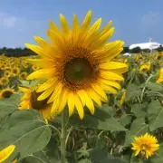 おまめ