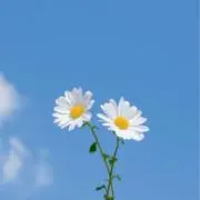 チロの画像