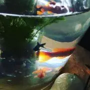 ぴょんこちゃん