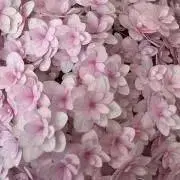 ネコスケープの画像