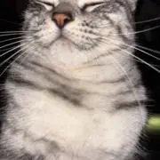 菊地