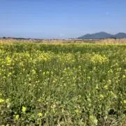 マンゴーの画像