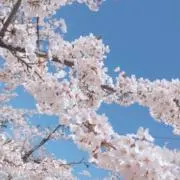 ミルクティーの画像