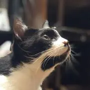 ころすけの画像