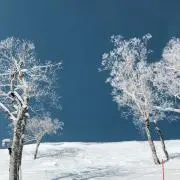モコの画像