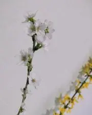 Ｐさんの画像