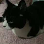 Melon