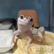 あやとりの画像