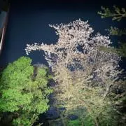 Viviの画像