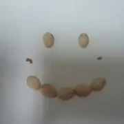 e✺◟(∗❛ัᴗ❛ั∗)◞✺