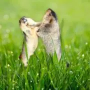 まーもっとの画像