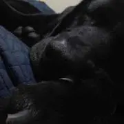 かえぴょん