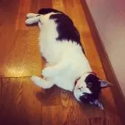かみまるの画像