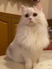 こぱくるの画像