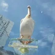 KAZU