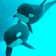 販売中止！るんるんの画像