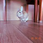 わたげの画像