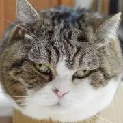 ニッシーの画像