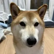 柴犬※発送予定日6月2日(火)の画像