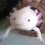 yoshiの画像