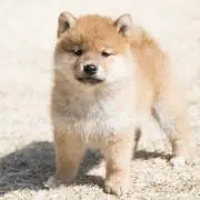 はーぴよの画像