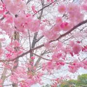 まいの画像