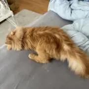 ねこにしの画像