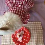 ちぃ5の画像